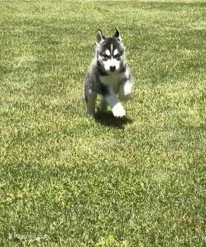 AKC Male 2 , a male Siberian Husky for sale in Belvidere, IL – 1 of 5