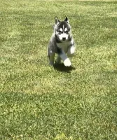 AKC Male 2 , a male Siberian Husky for sale in Belvidere, IL – 1 of 5