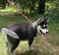 AKC Male 1 Bi-Eyed , a male Siberian Husky for sale in Belvidere, IL – 5 of 10