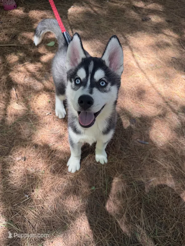 AKC Male 2 - Blue Eyes – Siberian Husky puppy for sale in Belvidere, IL