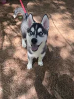 AKC Male 2 - Blue Eyes, a male Siberian Husky for sale in Belvidere, IL – 1 of 6