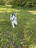 AKC Male 1 (2) Blue eyes , a male Siberian Husky for sale in Belvidere, IL – 4 of 4