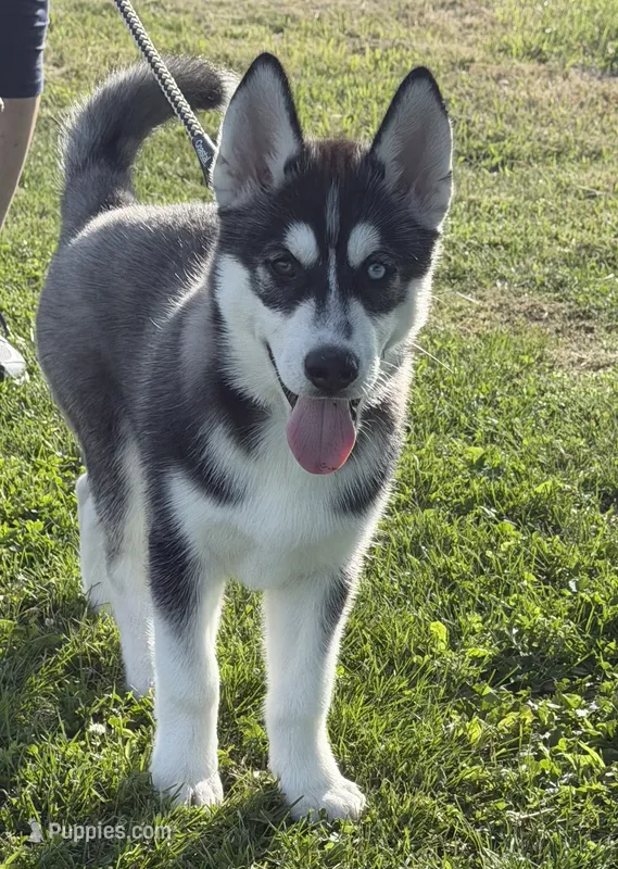 AKC Bi Eyed Male  – Siberian Husky puppy for sale in Belvidere, IL