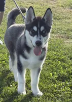 AKC Bi Eyed Male , a male Siberian Husky for sale in Belvidere, IL – 1 of 3