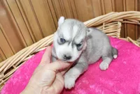 AKC Sasha Girl - Grey/White, a female Siberian Husky for sale in Evans, WA – Photo 4 of 10