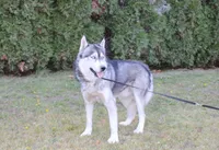 AKC Sasha Girl - Grey/White, a female Siberian Husky for sale in Evans, WA – Photo 10 of 10