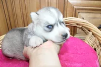AKC Sasha Girl - Grey/White, a female Siberian Husky for sale in Evans, WA – Photo 2 of 10