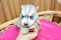 AKC Sasha Girl - Grey/White, a female Siberian Husky for sale in Evans, WA – Photo 5 of 10