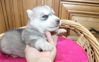 AKC Sasha Girl - Grey/White, a female Siberian Husky for sale in Evans, WA – Photo 3 of 10