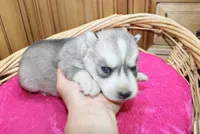 AKC Sasha Girl - Grey/White, a female Siberian Husky for sale in Evans, WA – Photo 8 of 10