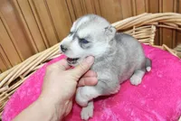 AKC Sasha Girl - Grey/White, a female Siberian Husky for sale in Evans, WA – Photo 6 of 10