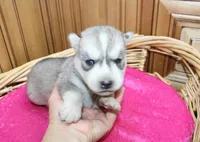 AKC Sasha Girl - Grey/White, a female Siberian Husky for sale in Evans, WA – Photo 7 of 10