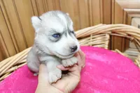 AKC Sasha Girl - Grey/White, a female Siberian Husky for sale in Evans, WA – Photo 1 of 10