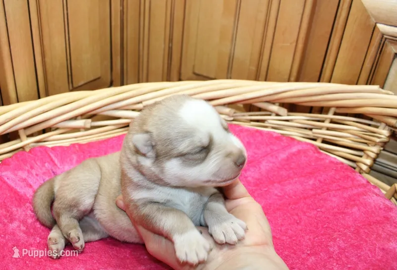 AKC Nelya Red and White with Blue Eyes Female – Siberian Husky puppy for sale in Evans, WA