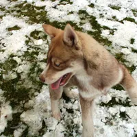 AKC Red Nester Boy - Blue Eyes, a male Siberian Husky for sale in Evans, WA – Photo 8 of 10