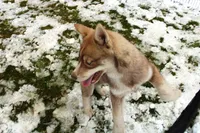 AKC Red Nester Boy - Blue Eyes, a male Siberian Husky for sale in Evans, WA – Photo 8 of 10