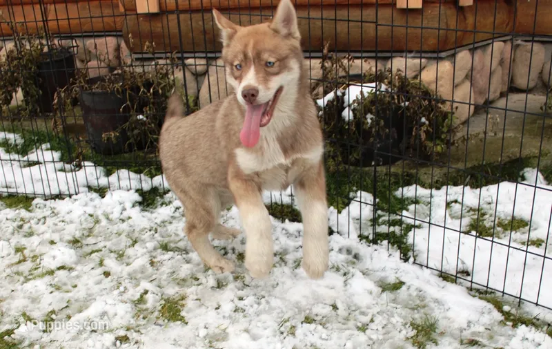 AKC Red Nester Boy - Blue Eyes