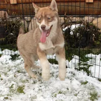 AKC Red Nester Boy - Blue Eyes, a male Siberian Husky for sale in Evans, WA – Photo 1 of 10