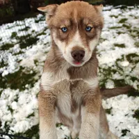 AKC Red Nester Boy - Blue Eyes, a male Siberian Husky for sale in Evans, WA – Photo 4 of 10