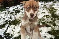 AKC Red Nester Boy - Blue Eyes, a male Siberian Husky for sale in Evans, WA – Photo 4 of 10