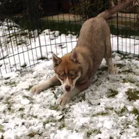 AKC Red Nester Boy - Blue Eyes, a male Siberian Husky for sale in Evans, WA – Photo 5 of 10