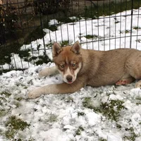 AKC Red Nester Boy - Blue Eyes, a male Siberian Husky for sale in Evans, WA – Photo 7 of 10