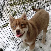 AKC Red Nester Boy - Blue Eyes, a male Siberian Husky for sale in Evans, WA – Photo 6 of 10