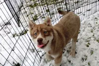 AKC Red Nester Boy - Blue Eyes, a male Siberian Husky for sale in Evans, WA – Photo 6 of 10