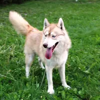 AKC Red Nester Boy - Blue Eyes, a male Siberian Husky for sale in Evans, WA – Photo 9 of 10