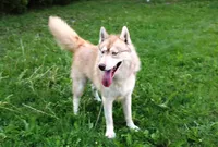 AKC Red Nester Boy - Blue Eyes, a male Siberian Husky for sale in Evans, WA – Photo 9 of 10