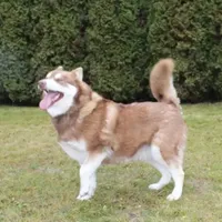AKC Red Nester Boy - Blue Eyes, a male Siberian Husky for sale in Evans, WA – Photo 10 of 10