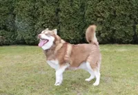 AKC Red Nester Boy - Blue Eyes, a male Siberian Husky for sale in Evans, WA – Photo 10 of 10