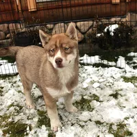 AKC Red Nester Boy - Blue Eyes, a male Siberian Husky for sale in Evans, WA – Photo 2 of 10