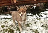 AKC Red Nester Boy - Blue Eyes, a male Siberian Husky for sale in Evans, WA – Photo 2 of 10