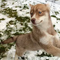 AKC Red Nester Boy - Blue Eyes, a male Siberian Husky for sale in Evans, WA – Photo 3 of 10