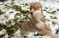 AKC Red Nester Boy - Blue Eyes, a male Siberian Husky for sale in Evans, WA – Photo 3 of 10