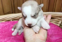 AKC Nelja - Red Girl, a female Siberian Husky for sale in Evans, WA – Photo 4 of 8