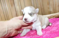 AKC Nelja - Red Girl, a female Siberian Husky for sale in Evans, WA – Photo 2 of 8