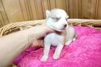 AKC Nelja - Red Girl, a female Siberian Husky for sale in Evans, WA – Photo 6 of 8