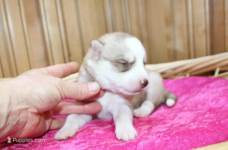 AKC Nelja - Red Girl