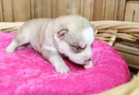 AKC Nelja - Red Girl, a female Siberian Husky for sale in Evans, WA – Photo 3 of 8