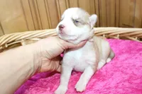 AKC Nelja - Red Girl, a female Siberian Husky for sale in Evans, WA – Photo 5 of 8