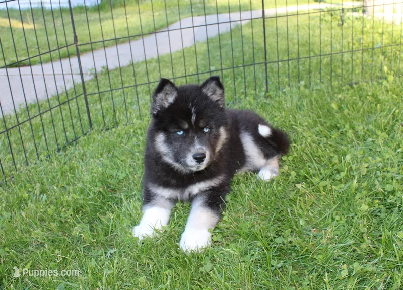 AKC Alesya Female Blue Eyes Husky – Siberian Husky puppy for sale in Evans, WA