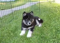 AKC Alesya Female Blue Eyes Husky, a female Siberian Husky for sale in Evans, WA – 1 of 10