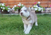 AKC Alpan - Red Blue Eyes Boy, a male Siberian Husky for sale in Evans, WA – Photo 5 of 10