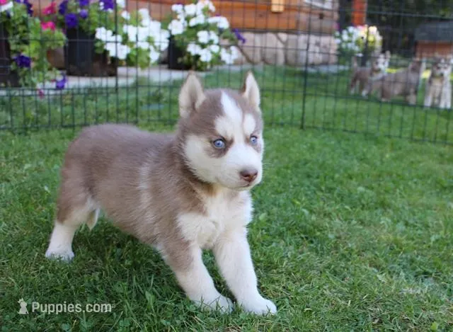 AKC Alpan - Red Blue Eyes Boy, a male Siberian Husky for sale in Evans, WA – Photo 1 of 10
