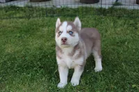 AKC Alpan - Red Blue Eyes Boy, a male Siberian Husky for sale in Evans, WA – Photo 6 of 10