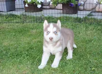 AKC Alpan - Red Blue Eyes Boy, a male Siberian Husky for sale in Evans, WA – Photo 7 of 10