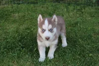 AKC Alpan - Red Blue Eyes Boy, a male Siberian Husky for sale in Evans, WA – Photo 4 of 10