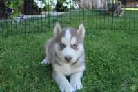AKC Alpan - Red Blue Eyes Boy, a male Siberian Husky for sale in Evans, WA – Photo 3 of 10